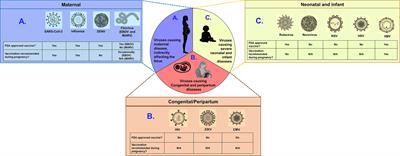 Prenatal Immunization to Prevent Viral Disease Outcomes During Pregnancy and Early Life